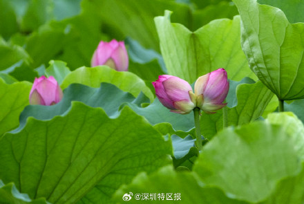 深圳洪湖公园10天发现6朵并蒂莲! 深圳洪湖公园10天发现6朵并蒂莲!