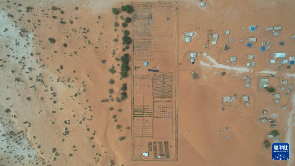 中国“绿色示范田”扎根撒哈拉沙漠 中国“绿色示范田”扎根撒哈拉沙漠