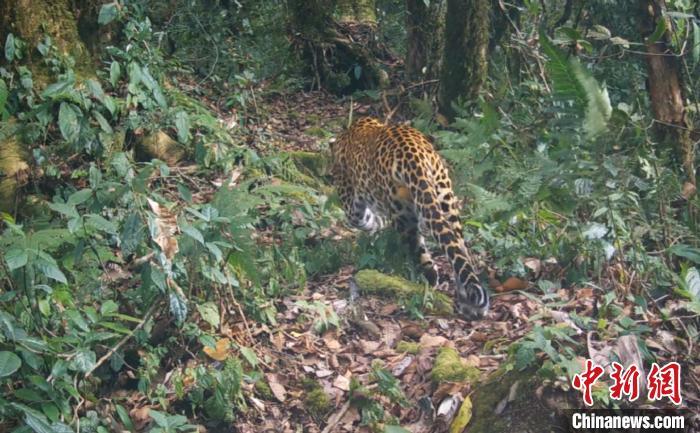 西藏雅鲁藏布大峡谷国家级自然保护区首次记录到金钱豹活动影像 西藏雅鲁藏布大峡谷国家级自然保护区首次记录到金钱豹活动影像