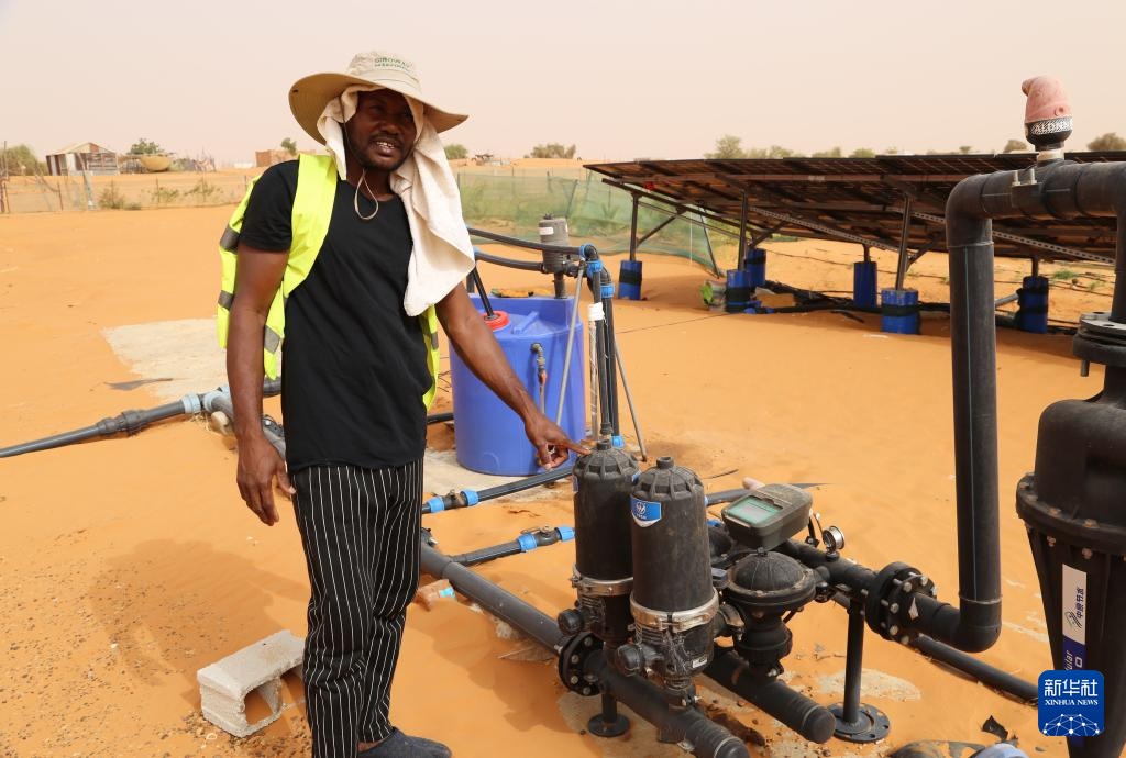 中国“绿色示范田”扎根撒哈拉沙漠 中国“绿色示范田”扎根撒哈拉沙漠