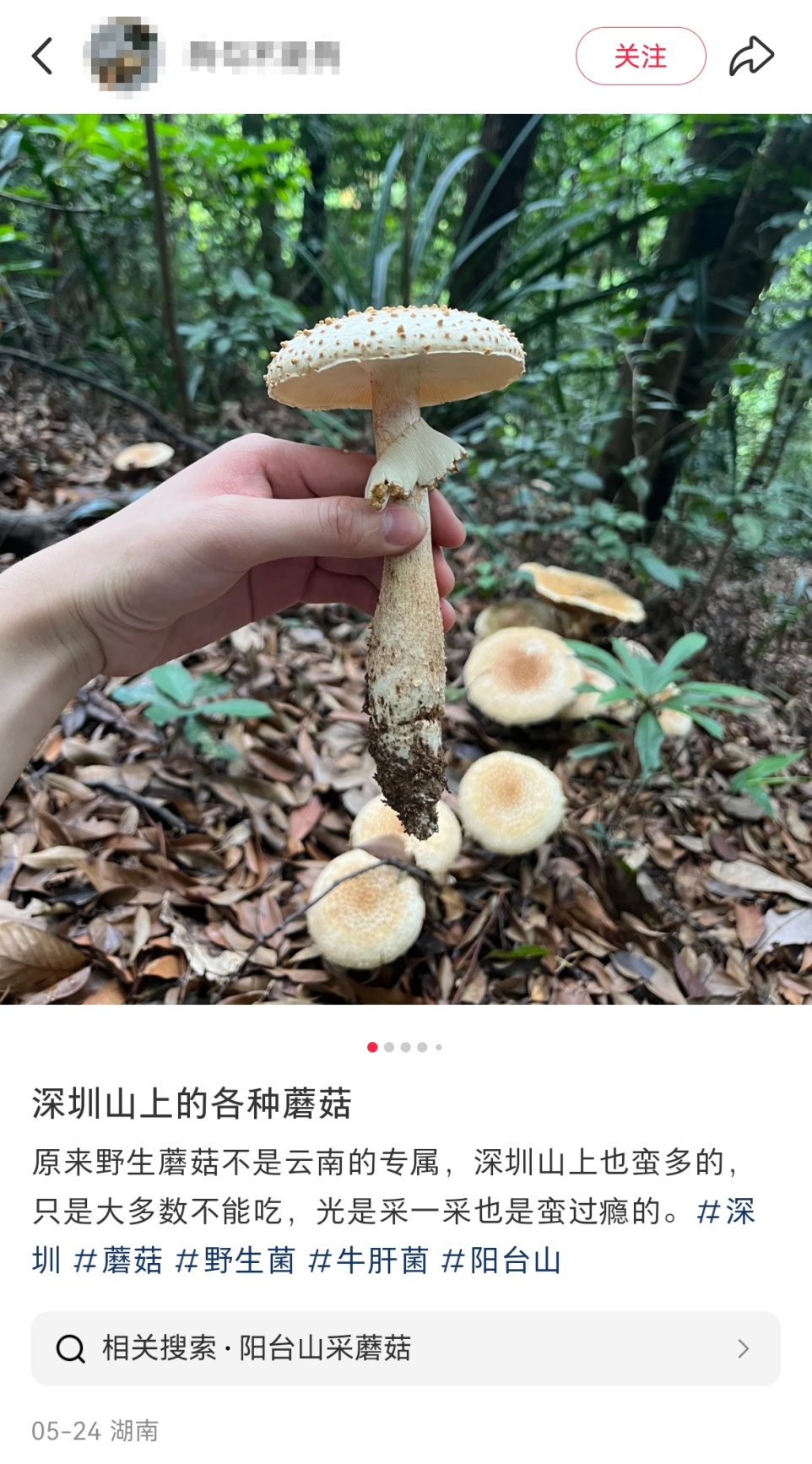 深圳多人组团采野蘑菇？官方回应