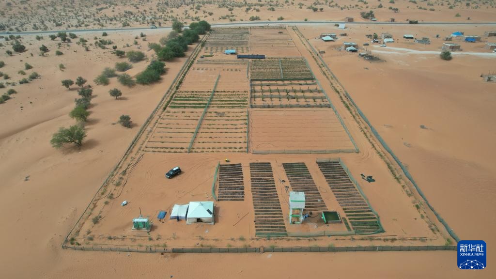 中国“绿色示范田”扎根撒哈拉沙漠 中国“绿色示范田”扎根撒哈拉沙漠