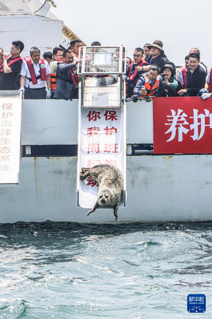 西太平洋斑海豹放归大海 西太平洋斑海豹放归大海
