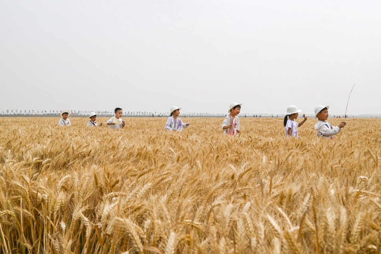 到麦田里“上学”去