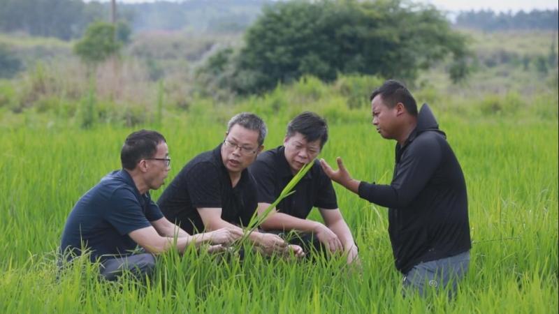 江西:早稻破口抽穗 统防统治防病虫 江西:早稻破口抽穗 统防统治防病虫