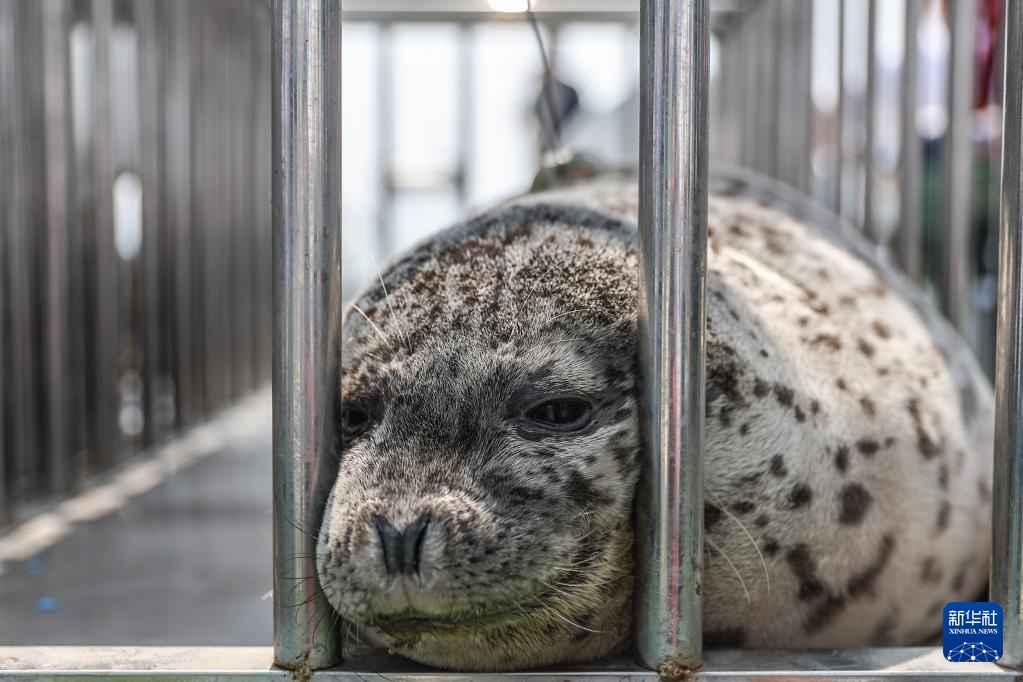 西太平洋斑海豹放归大海 西太平洋斑海豹放归大海