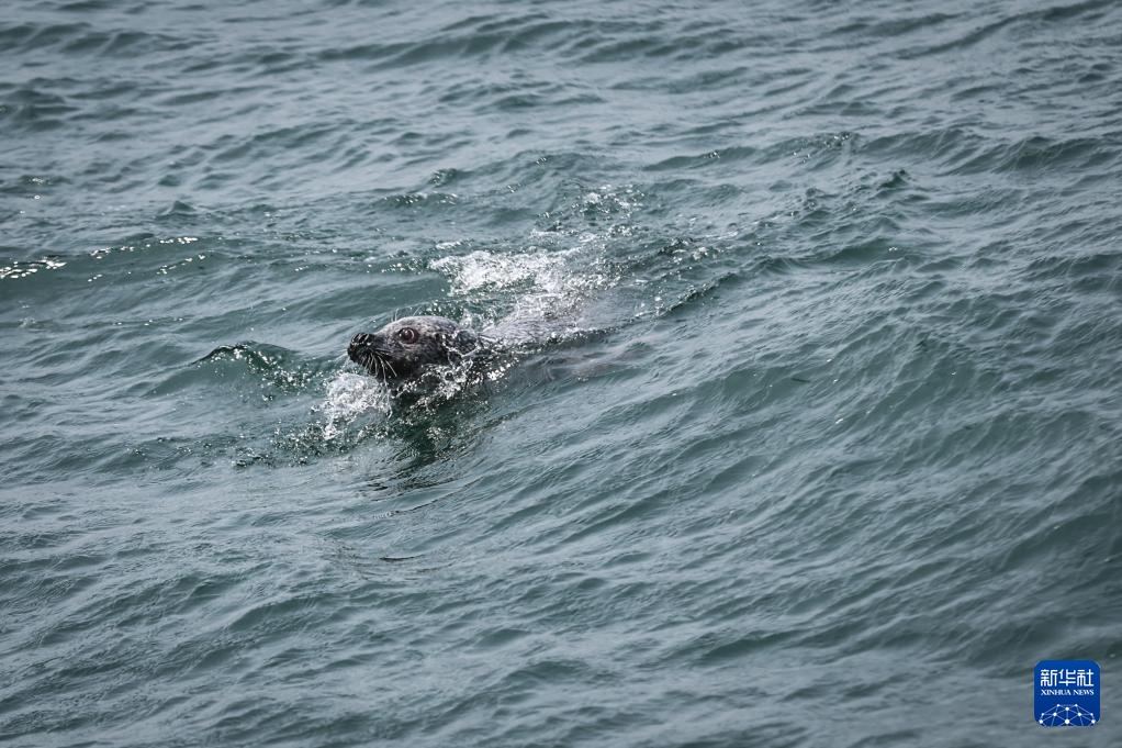西太平洋斑海豹放归大海 西太平洋斑海豹放归大海