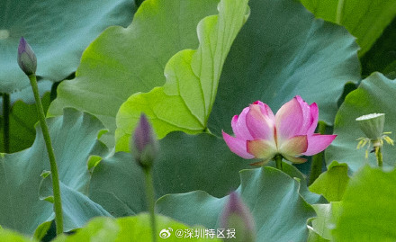 深圳洪湖公园10天发现6朵并蒂莲! 深圳洪湖公园10天发现6朵并蒂莲!