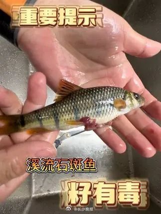食用鱼卵要注意哪些方面? 食用鱼卵要注意哪些方面?