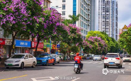 广西南宁大花紫薇盛开  邂逅一场紫色浪漫