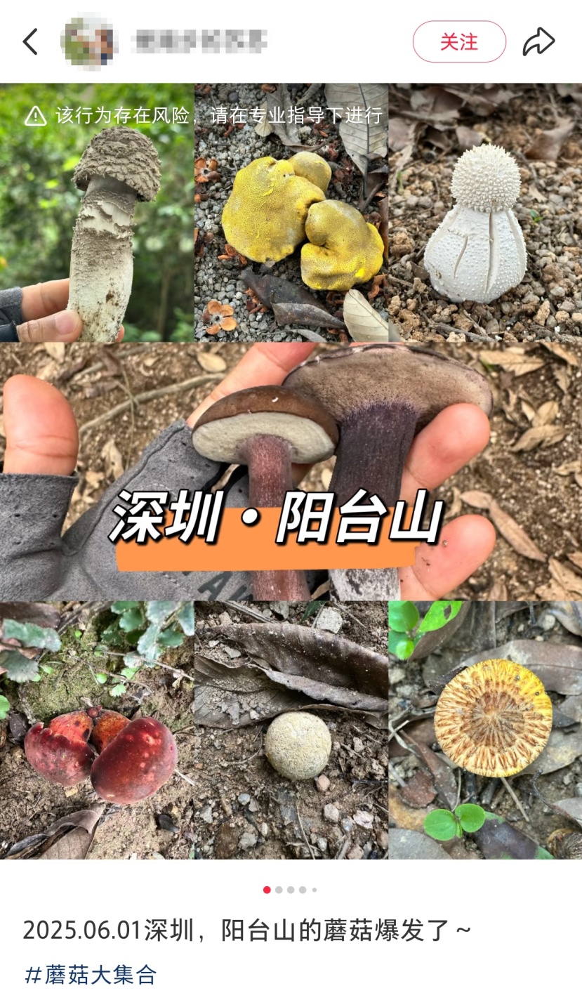 深圳多人组团采野蘑菇？官方回应