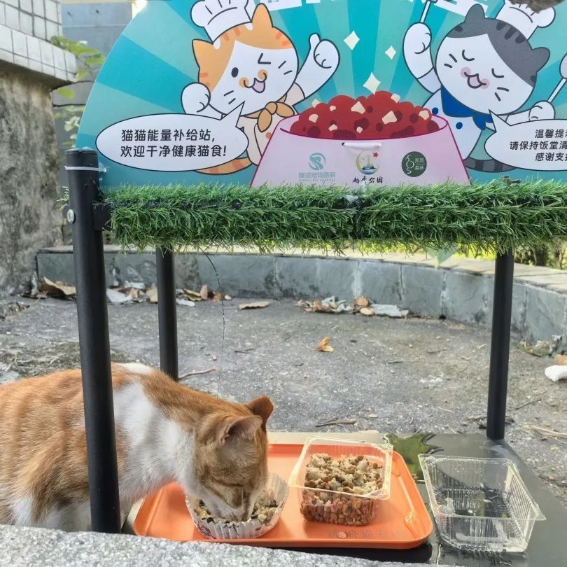 蛮好的“喵生”！广州管理流浪猫已经进入NEXT LEVEL了