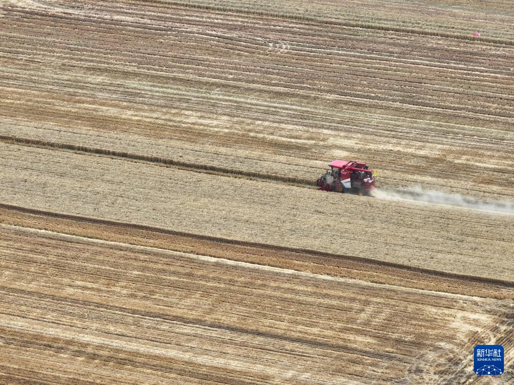 西安长安:神禾塬上麦收忙 西安长安:神禾塬上麦收忙