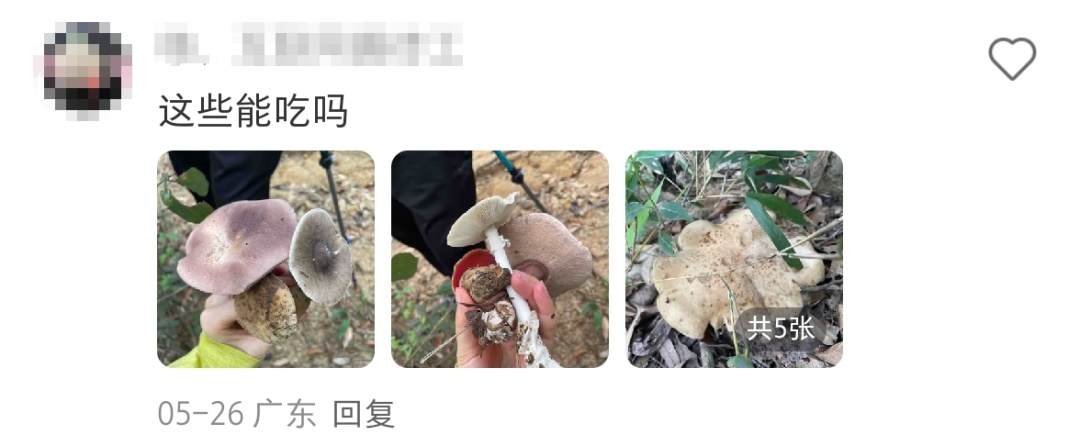 深圳多人组团采野蘑菇？官方回应