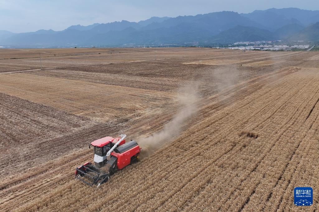 西安长安:神禾塬上麦收忙 西安长安:神禾塬上麦收忙