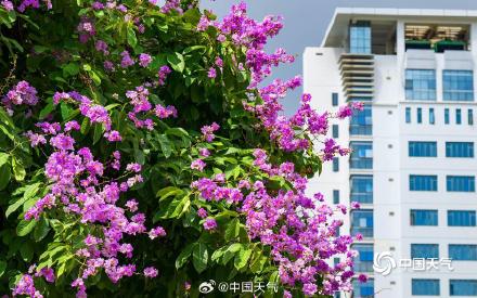 广西南宁大花紫薇盛开  邂逅一场紫色浪漫