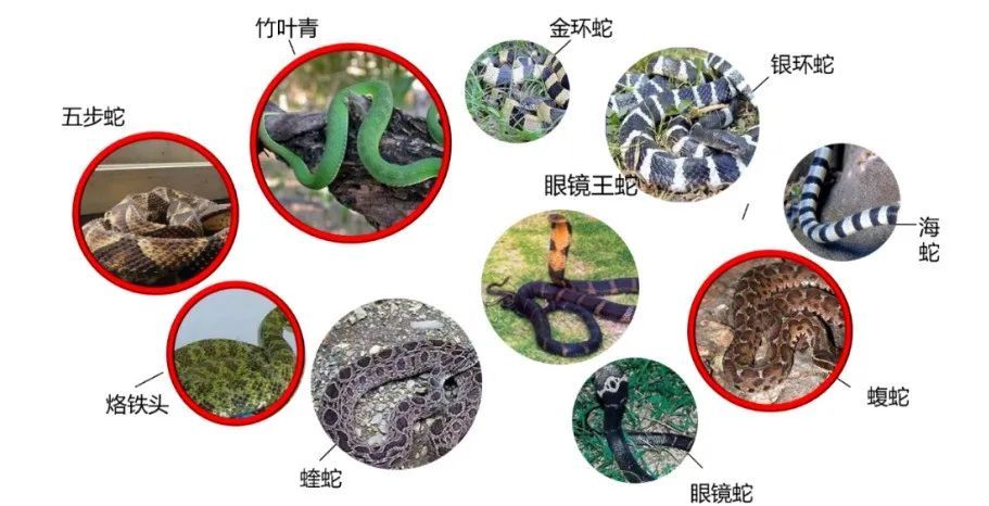 男子湖边散步脚被蛇咬伤！他忍痛拍下蛇的照片