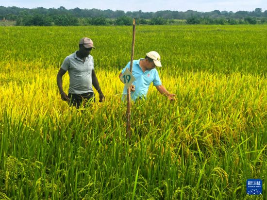 中国援几比农技专家组在当地开展农业技术培训 中国援几比农技专家组在当地开展农业技术培训
