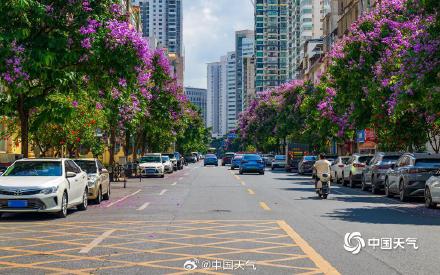 广西南宁大花紫薇盛开  邂逅一场紫色浪漫