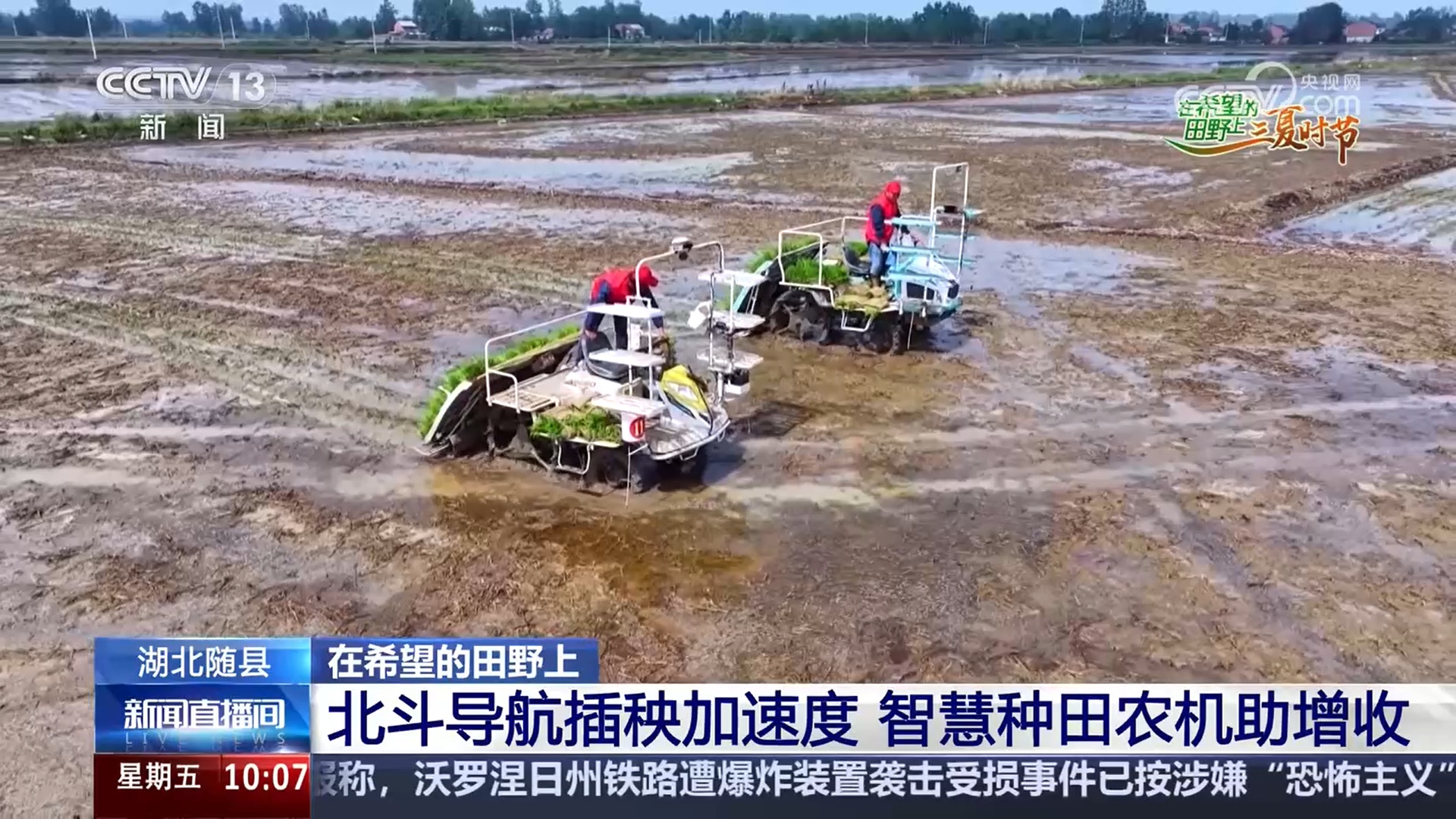 三夏抢收抢种忙：小麦机收 良种良机助增产 水稻种植 智慧种田促增收