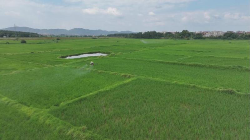 江西:早稻破口抽穗 统防统治防病虫 江西:早稻破口抽穗 统防统治防病虫