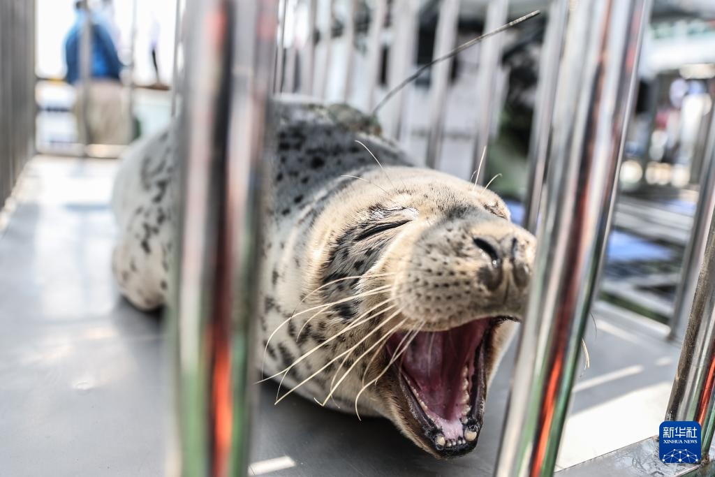 西太平洋斑海豹放归大海 西太平洋斑海豹放归大海