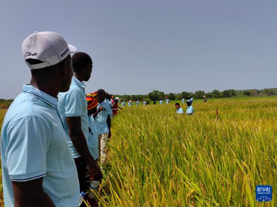 中国援几比农技专家组在当地开展农业技术培训 中国援几比农技专家组在当地开展农业技术培训
