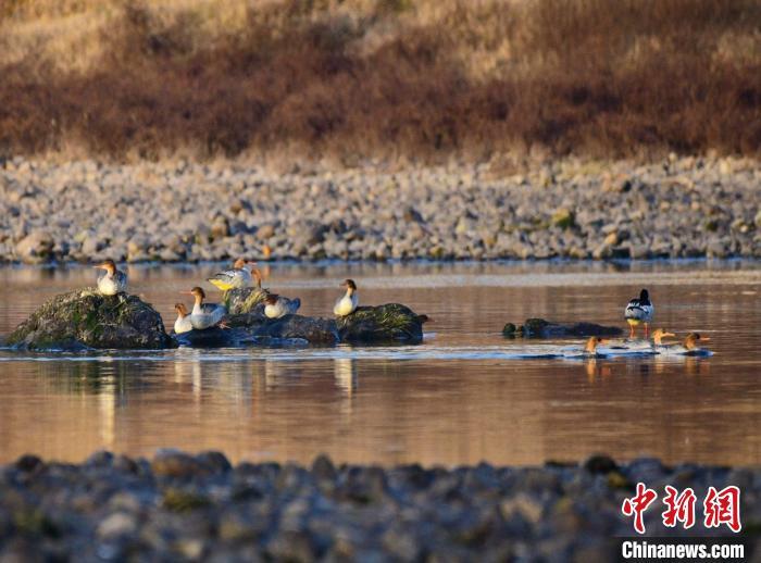 歙县完成安徽首个县域生物多样性调查 共记录物种近4千种 歙县完成安徽首个县域生物多样性调查 共记录物种近4千种