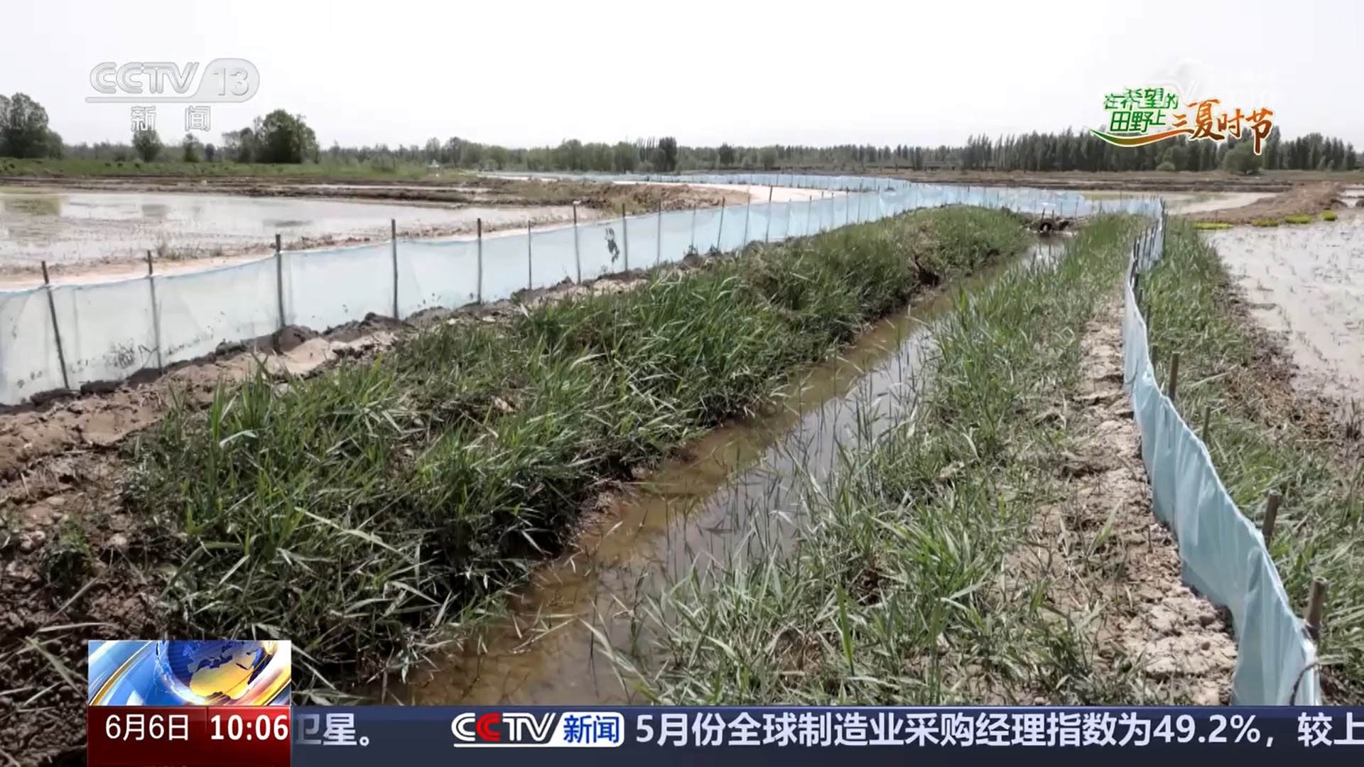 三夏抢收抢种忙：小麦机收 良种良机助增产 水稻种植 智慧种田促增收