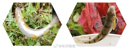 溪石斑鱼卵为什么会引起中毒？