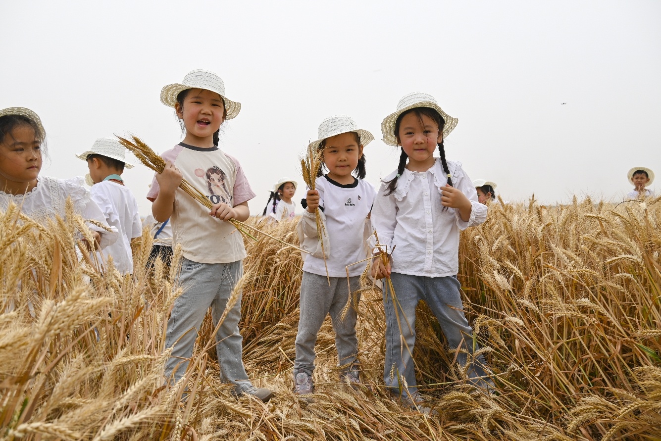 到麦田里“上学”去