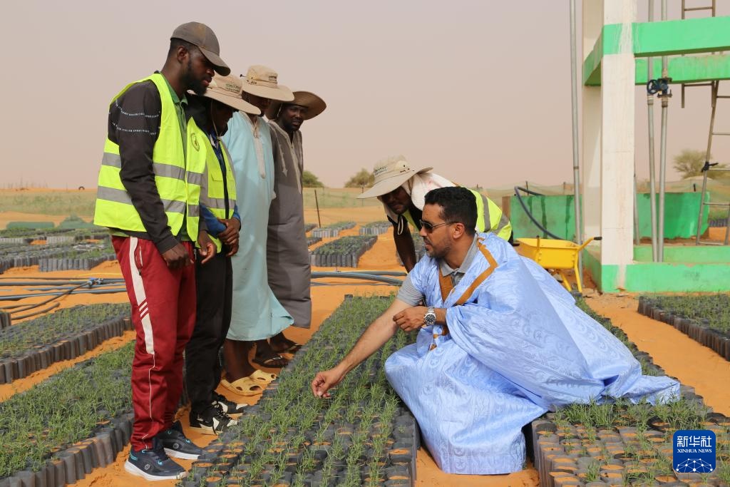 中国“绿色示范田”扎根撒哈拉沙漠 中国“绿色示范田”扎根撒哈拉沙漠