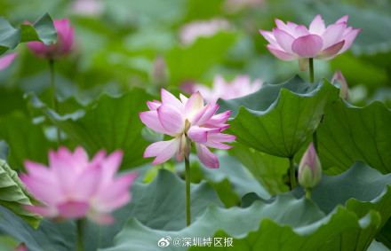 深圳洪湖公园10天发现6朵并蒂莲! 深圳洪湖公园10天发现6朵并蒂莲!