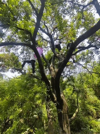 杭州多人冒险上山疯抢,爬树5米高!随便摘不要钱?官方回应 杭州多人冒险上山疯抢,爬树5米高!随便摘不要钱?官方回应