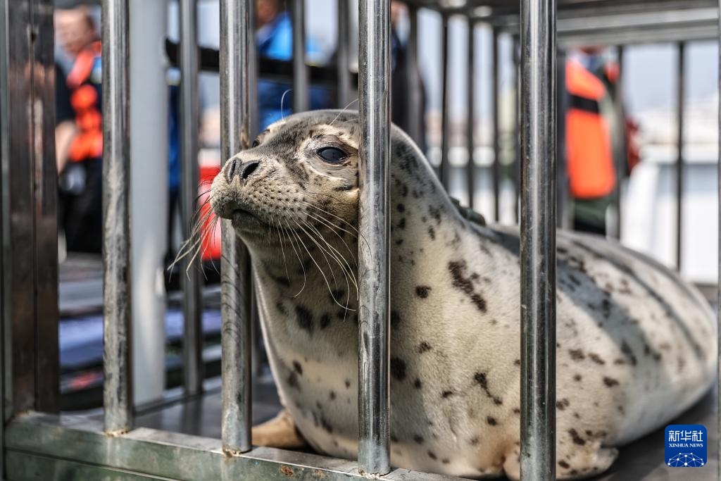 西太平洋斑海豹放归大海 西太平洋斑海豹放归大海