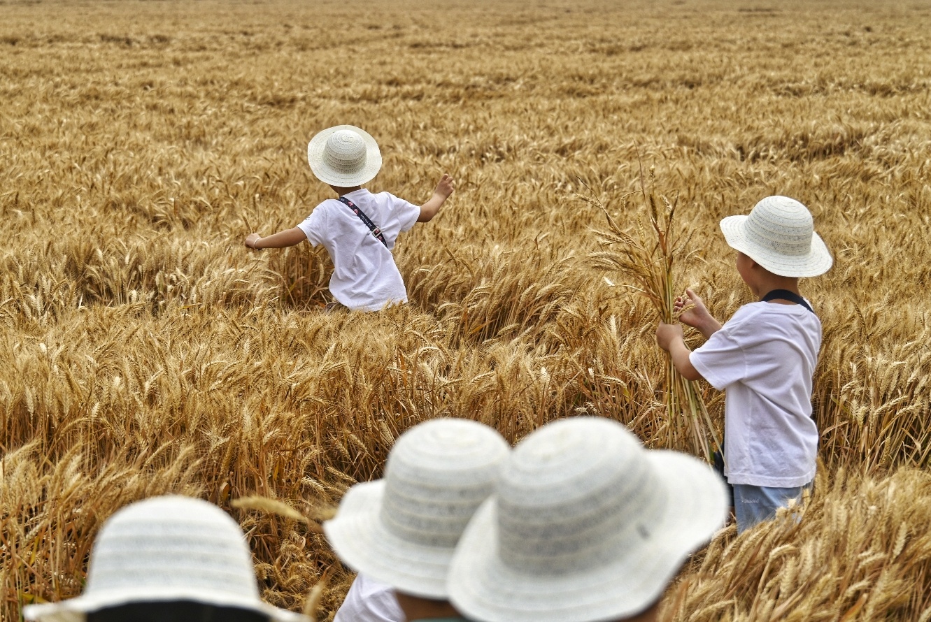 到麦田里“上学”去