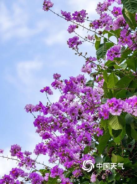 广西南宁大花紫薇盛开  邂逅一场紫色浪漫