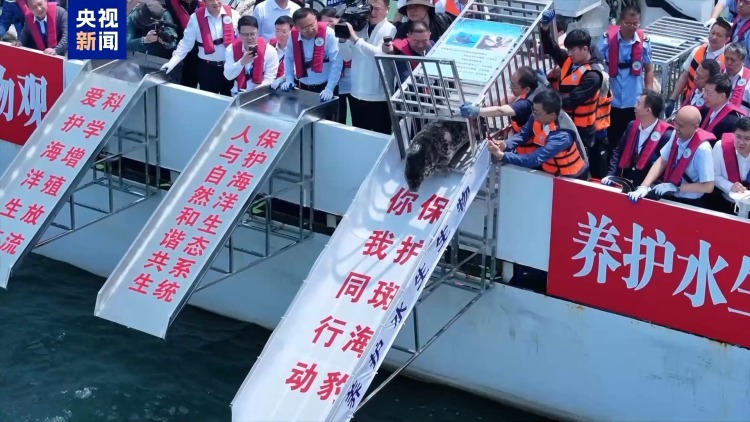 养得肥墩墩的！9头斑海豹今天放归大海