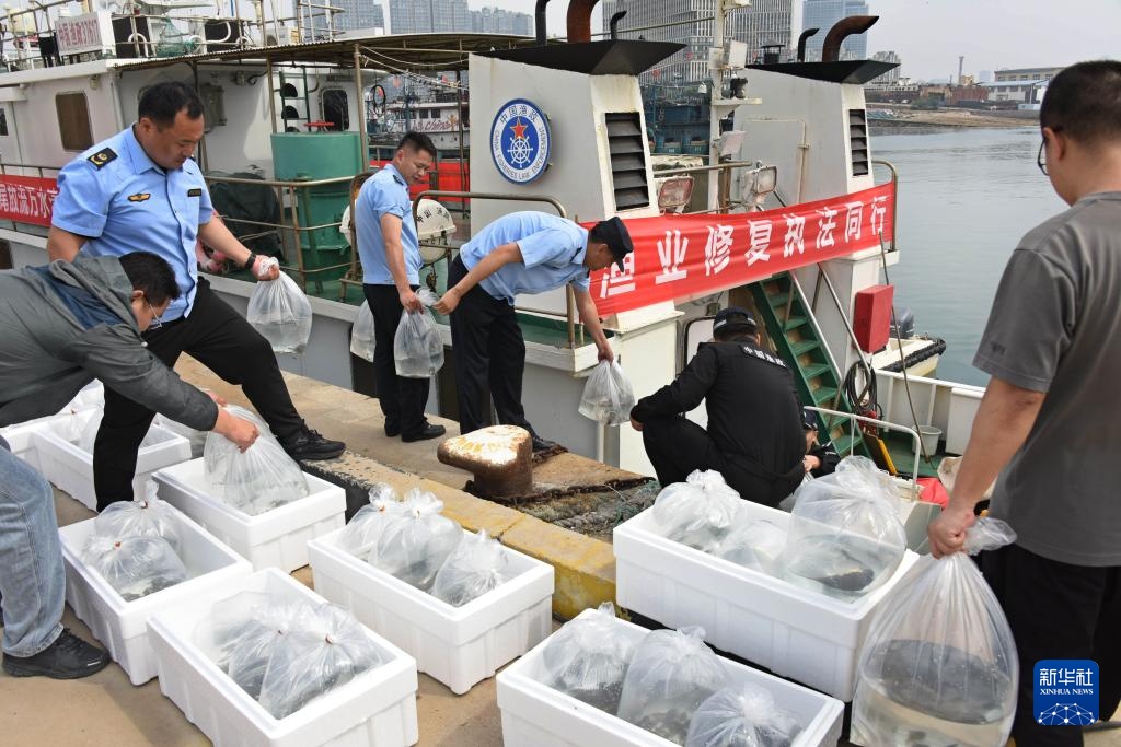 山东青岛:增殖放流 修复生态 山东青岛:增殖放流 修复生态