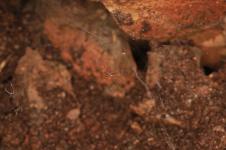 江西发现蜘蛛新物种 江西发现蜘蛛新物种