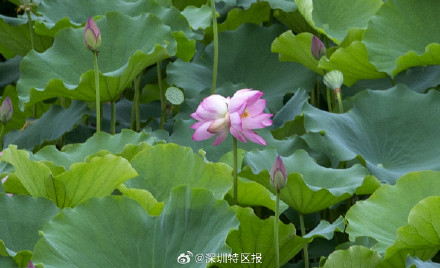 深圳洪湖公园10天发现6朵并蒂莲! 深圳洪湖公园10天发现6朵并蒂莲!