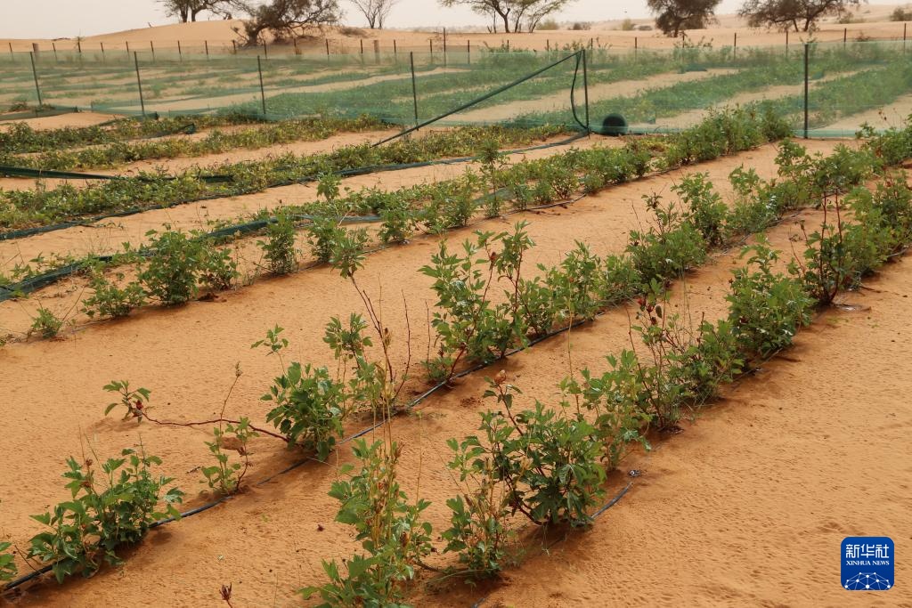 中国“绿色示范田”扎根撒哈拉沙漠 中国“绿色示范田”扎根撒哈拉沙漠