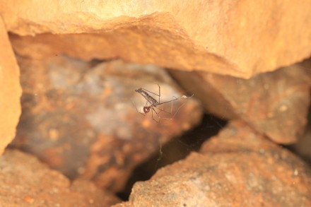 江西发现蜘蛛新物种 江西发现蜘蛛新物种