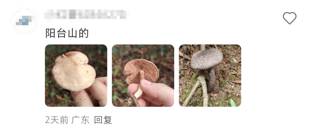 深圳多人组团采野蘑菇？官方回应