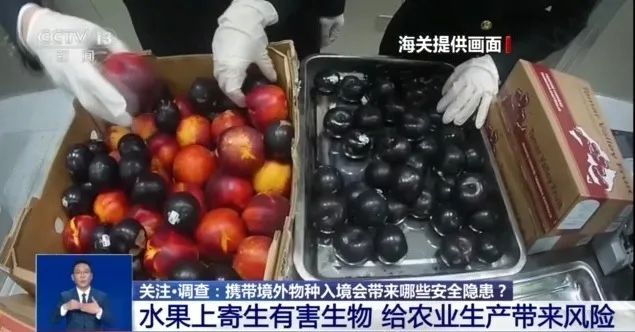 你知道吗?养“异宠”或将危害国家安全 你知道吗?养“异宠”或将危害国家安全