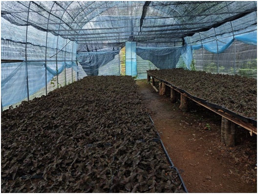 南博会首设中药材馆 云南文山中医药产业借势“出圈” 南博会首设中药材馆 云南文山中医药产业借势“出圈”