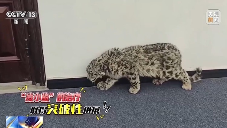 数万网友追更！“凌小蛰”体重已达40斤