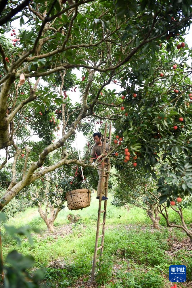广东茂名:荔枝飘香 广东茂名:荔枝飘香