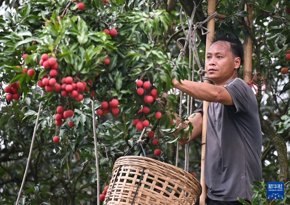 广东茂名:荔枝飘香 广东茂名:荔枝飘香