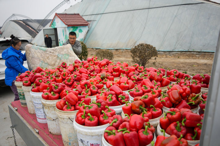 中国经济样本观察县域样本篇｜“中国蔬菜之乡”为什么是这座山东小城？